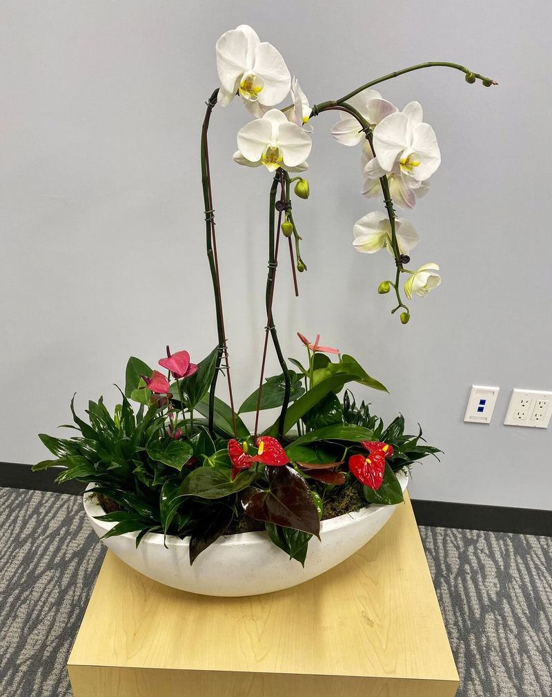 Orchid and vibrant anthuriums bringing life to a workspace