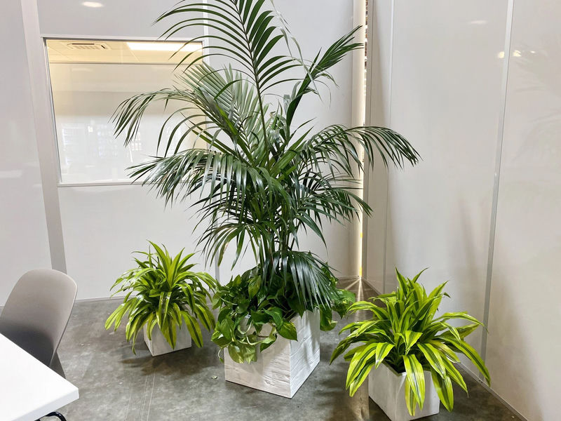 Corner office with tropical plants