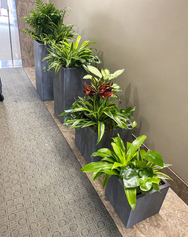 Lush green plants filling an office corner